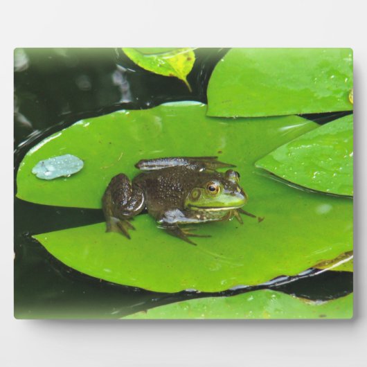 Plaque Photo Grenouille taureau sur Lilypads (Devant)