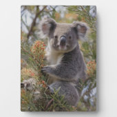 Plaque Photo Grevillea Koala Bear, (Devant)