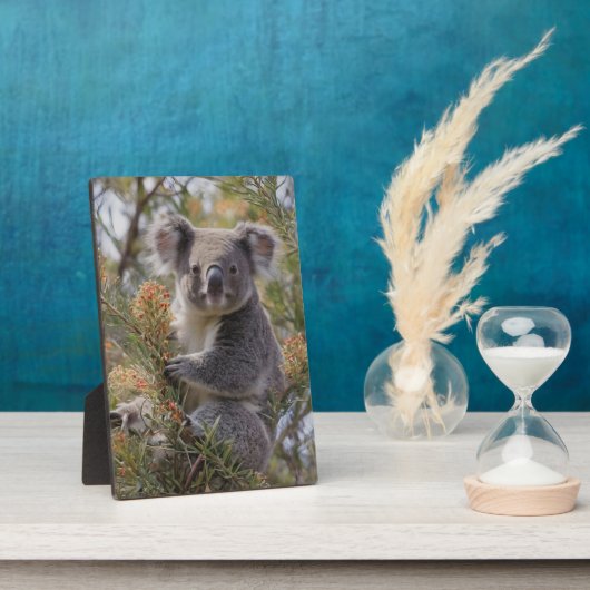 Plaque Photo Grevillea Koala Bear, (Côté)