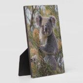 Plaque Photo Grevillea Koala Bear, (Côté)