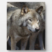 Plaque Photo Grey wolf (Devant)