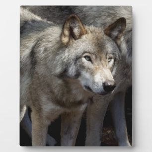 Plaque Photo Grey wolf