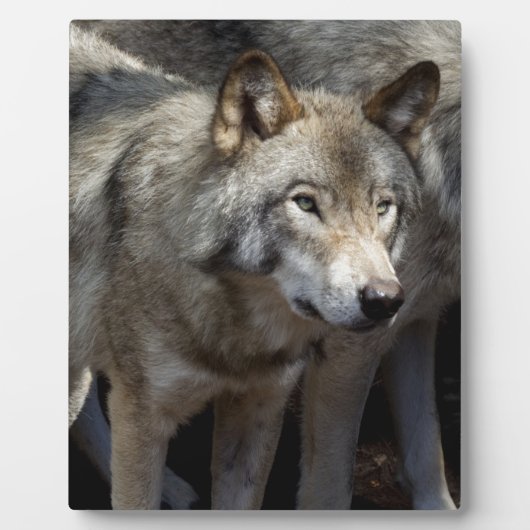 Plaque Photo Grey wolf (Devant)