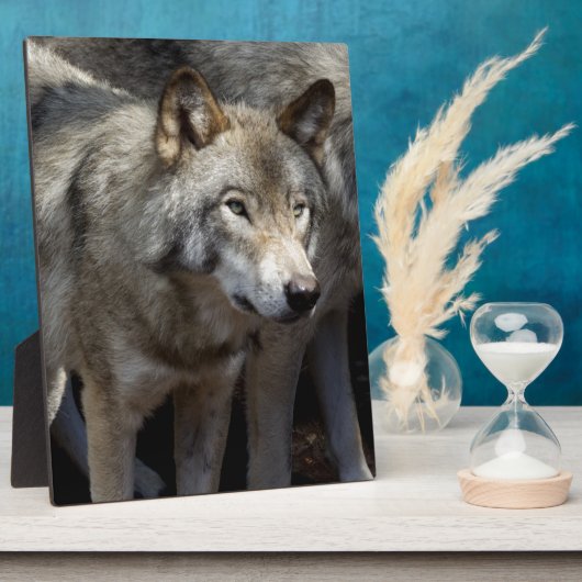 Plaque Photo Grey wolf (Côté)