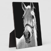 Plaque Photo Gros plan Cheval blanc noir en nuit (Côté)