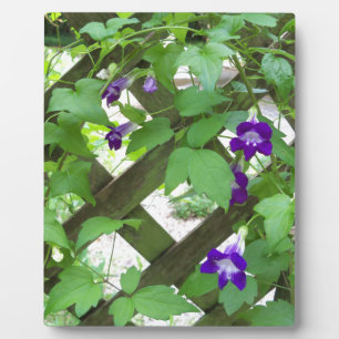 Plaque Photo gueules de loup traînantes violettes
