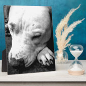 Plaque Photo harry potier cicatrice chien blanc pit bull (Côté)