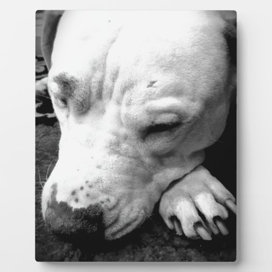 Plaque Photo harry potter cicatrice chien pit bull blanc (Devant)
