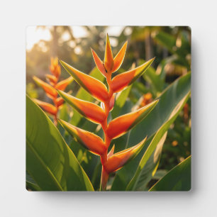Plaque Photo Heliconia Orange Tropical Fleur Heure Dorée 