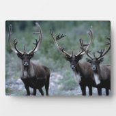 Plaque Photo Herbe d'élans | Mt. Baring, Washington (Devant)