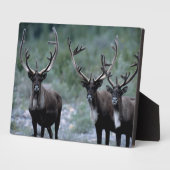 Plaque Photo Herbe d'élans | Mt. Baring, Washington (Côté)