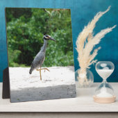 Plaque Photo Héron de nuit à crête jaune (Côté)