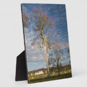 Plaque Photo Hêtre irlandais (Côté)