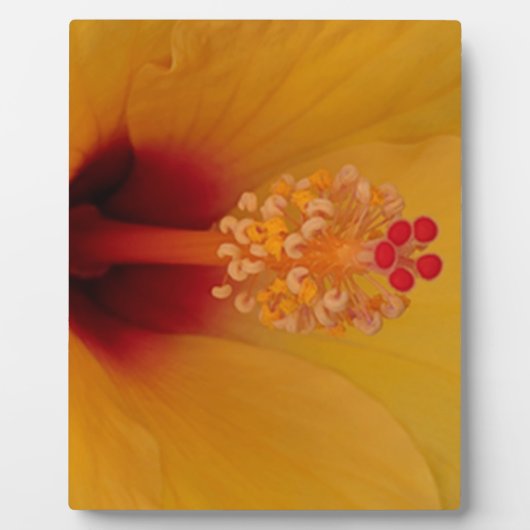 Plaque Photo Hibiscus (Devant)