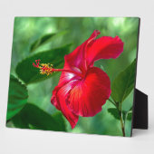 Plaque Photo Hibiscus Blossom (Côté)