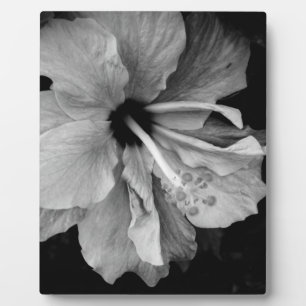 Plaque Photo Hibiscus Flyer