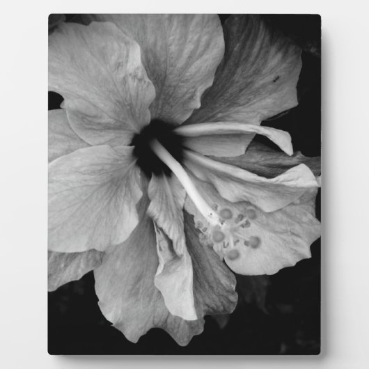 Plaque Photo Hibiscus Flyer (Devant)