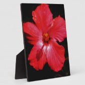 Plaque Photo Hibiscus rouge (Côté)