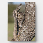 Plaque Photo Hibou petit-duc de l'Est (Devant)