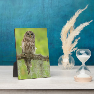 Plaque Photo Hibou rayé sur branche d'arbre