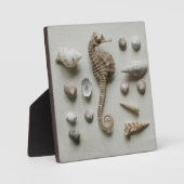 Plaque Photo Hippocampe et coquillages (Recto)