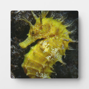 Plaque Photo Hippocampe jaune Hippocampus Guttulatus