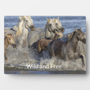 Plaque Photo Horses galloping in the water