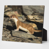 Plaque Photo Huile de chasse (Côté)