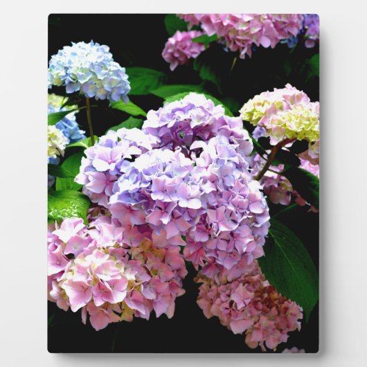 Plaque Photo Hydrangea garden, rose, bleu, purple floral (Devant)