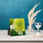 Plaque Photo Hydrangea Limelight Vert Chartreuse Élégant (Insitu)
