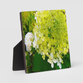 Plaque Photo Hydrangea Limelight Vert Chartreuse Élégant (Recto)