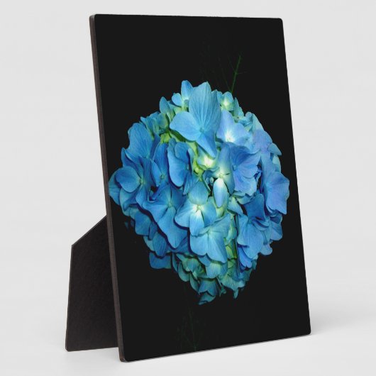 Plaque Photo Hydrangée bleue (Côté)