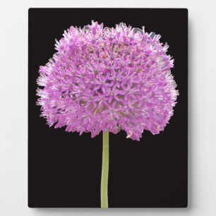 Plaque Photo Illium Summer Spring Flower - Irish Design