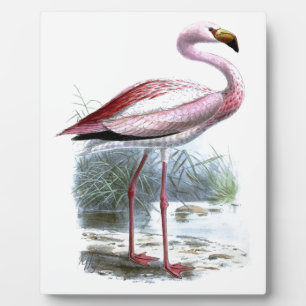 Plaque Photo Illustration Vintage du Flamant rose Puna