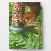 Plaque Photo Imprimé Décoratif Nutty Upside Down Squirrel. (Devant)