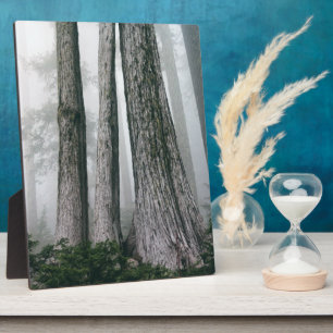 Plaque Photo Invoquer la forêt