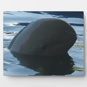 Plaque Photo Irrawaddy Dolphin Peek-A-Boo