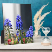 Plaque Photo jacinthe de raisin (Côté)