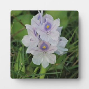 Plaque Photo Jacinthe d'eau en fleurs - Fleur aquatique tropica
