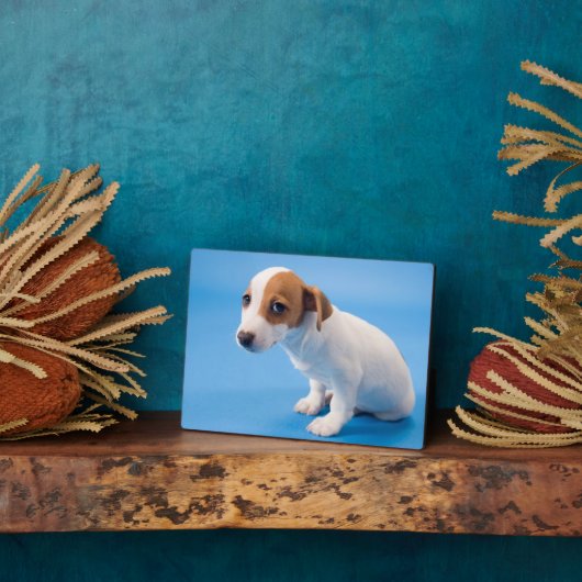 Plaque Photo Jack Russell Puppy (Côté)