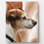PLAQUE PHOTO JACK RUSSELL TERRIER CHIEN (Devant)