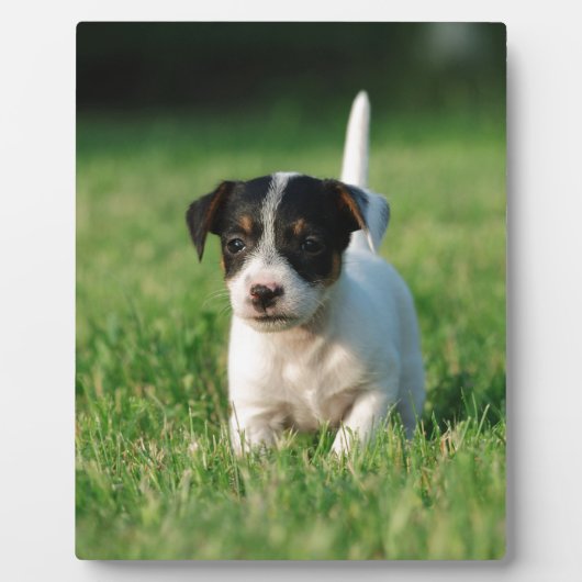 Plaque Photo Jack Russell Terrier puppy (Devant)