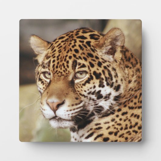 Plaque photo Jaguar (Devant)