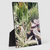 Plaque Photo Jardin de Cactus (Côté)