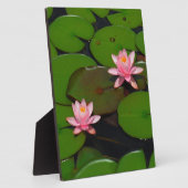 Plaque Photo Jardin de fleurs de laine d'eau de lotus rose, (Côté)