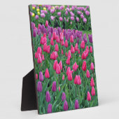 Plaque Photo Jardin de printemps de tulipes roses et violettes (Côté)