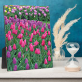 Plaque Photo Jardin de printemps de tulipes roses et violettes (Côté)
