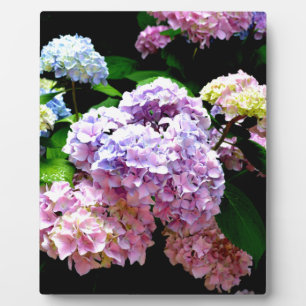 Plaque Photo Jardin d'hortensias, fleurs rose, bleu, violet