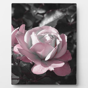 Plaque Photo Jardin rose rose