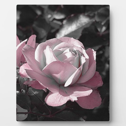 Plaque Photo Jardin rose rose (Devant)